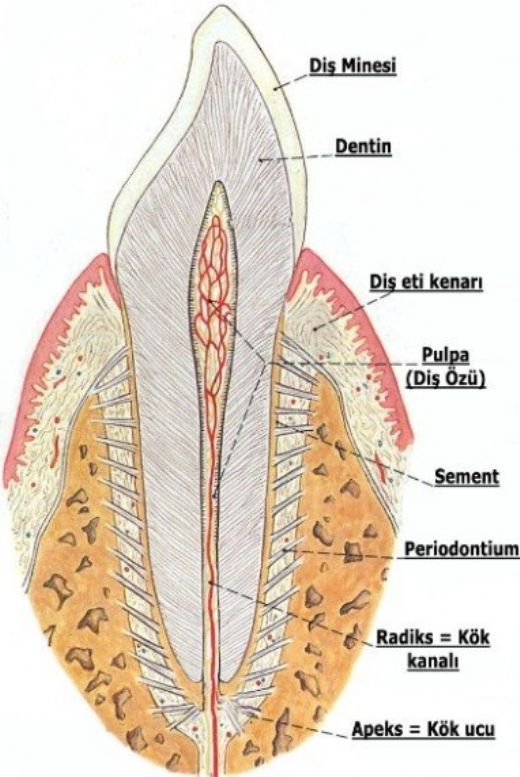 Ağız Ve Diş Sağlığı Terimleri